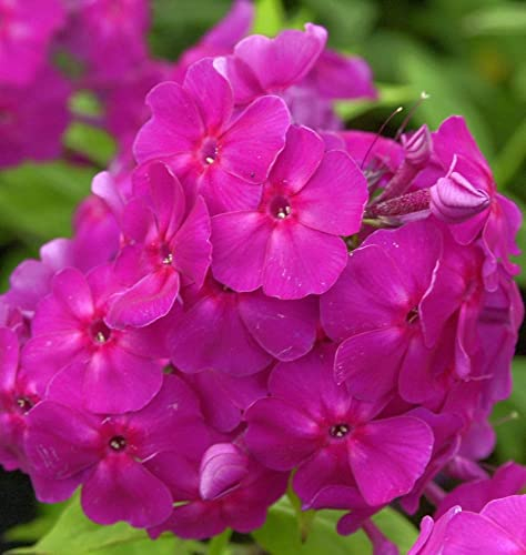 Hohe Flammenblume Robert Poore - Phlox Paniculata - lebende Gartenpflanze aus den Baumschulen