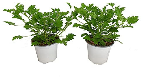 Geranio Antimosquitos Pack de 2 Geranio Limón Plantas Repelentes de Mosquitos Geranio Citronela