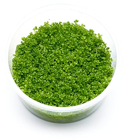 Hemianthus callitrichoides - Cuba Kubanisches Perlkraut in vitro 8,5cm Bechergröße - in vitro Wasserpflanzen für Aquarien