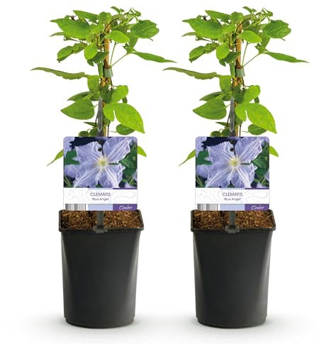 GreenboutiQ - Plante grimpante - Clematis Blue Angel - Fleur Bleu Clair - Peu d'entretien - 2 plantes - Pot 11cm Hauteur 40cm