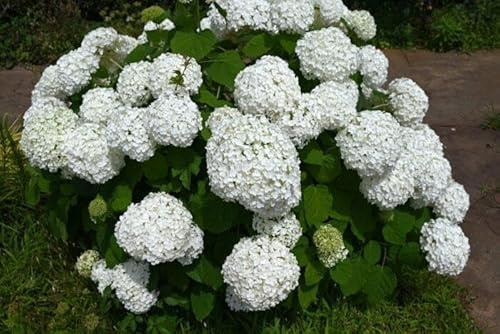 Hortensie Annabelle 40–60 cm im Topf | 1× Hydrangea arborescens | Blühende Gartenpflanze weiß großballig & winterhart | sofort pflanzbar