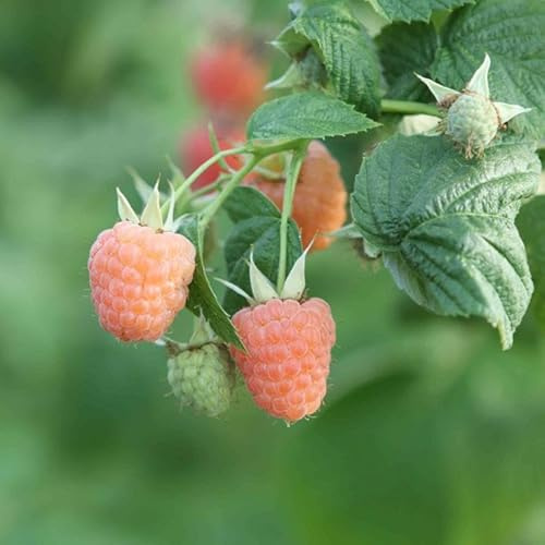 Gelbe Herbsthimbeere ‘Valentina’ | Rubus idaeus | Beerenstrauch 50–70 cm im Topf | Süße gelbe Himbeeren, aromatisch, winterhart, ideal für Garten & Terrasse