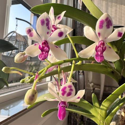 semi di orchidea vanda - resistenti, tappezzanti giardino, esterno perenni 200pcs