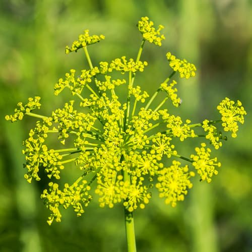 semi di aneto biologici, appartamento che purificano l'aria da giardino roccioso, resistenti alla di vecchie varietà perenni 500pcs