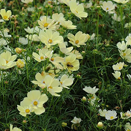 Cosmos Flower Seeds Producing Yellow Blooms for Garden & Patio, Cosmos Lemondae Approx 30 Seeds 1 x Finished Packet by Thompson & Morgan