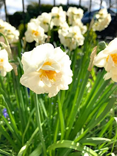 10 x 'White Cheerfulness' Daffodil Bulbs Ready to Plant (Free UK Postage)