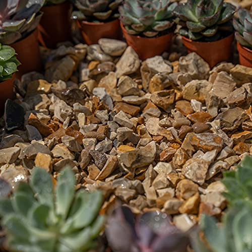 20 kg de gravier d'ardoise pour dissuader les mauvaises herbes, jardin, terrasse, allée – Copeaux dorés automnaux