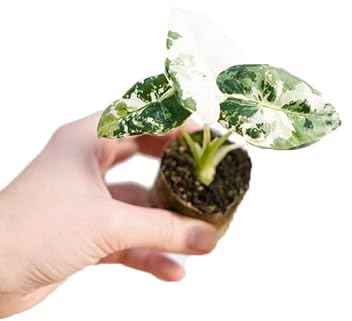 PLNTS - Baby Alocasia Frydek Variegata (pfeilblätter) - Zimmerpflanze - Zimmerpflanzen, Pflanzen Echt, Nachhaltige Verpackung - 2cm Stecklinge - Höhe 12cm - Direkt von der Gärtnerei