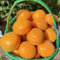 Semillas de albaricoquero - árboles frutales columnares frutas exóticas albaricoquero planta de balcón albaricoque, árboles frutales Decoración de balcones con plantas 3pcs
