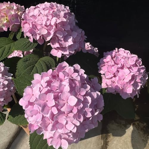 semillas de hortensia resistentes - exterior interior jardín 120pcs