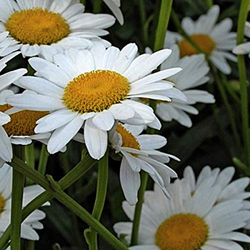 6 x Marguerite 'Polaris' - Leucanthemum 'Polaris' - Godet 9x9cm - Blanc, compacte, soleil