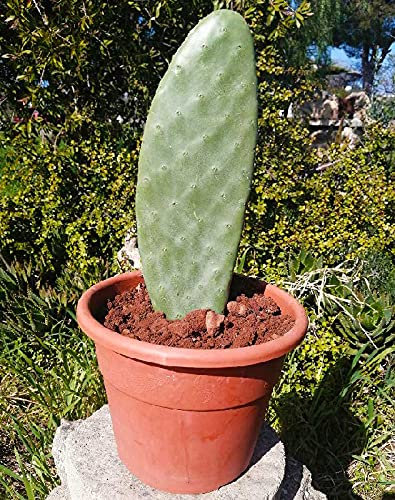 3pz Fico d'india senza spine pala con RADICE - Pianta Opuntia Santamaria