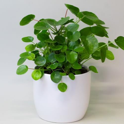 Chinese Money Plant – House Plants Indoor, Pepeormia Peperomiodes in 13cm Pot, Suitable as Office Desk Plant
