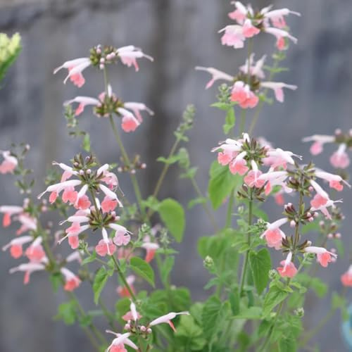 salvia comprare semi, primaverili, resistenti di salvia tappezzante perenne resistente da cucina da balcone 200pcs