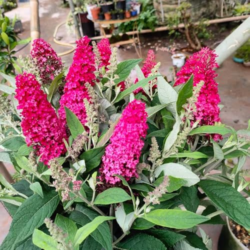 schmetterlingsflieder schmetterlingsbaum - bonsai topf wildkräuter wildblumen balkonblumen garten hochbeet extrem winterharte kübelpflanzen schnittblumen gartenpflanze winterharte 350samen