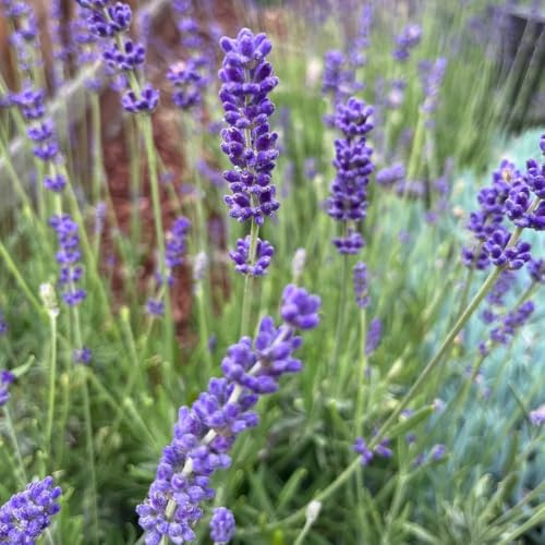 semillas de lavanda Decoraciones jardín exteriores 450pcs