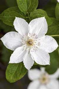 Waldrebe Clematis Hybride Destiny 60-100 cm Kletterpflanze winterhart | Blühende Kletterpflanze, ideal für Zäune und Spaliere, pflegeleicht, sonniger bis halbschattiger Standort, dekorativ
