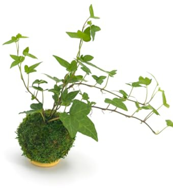 Kokedam Hiedra| DECOALIVE | Maceta Musgo Natural | Planta Hedera Helix