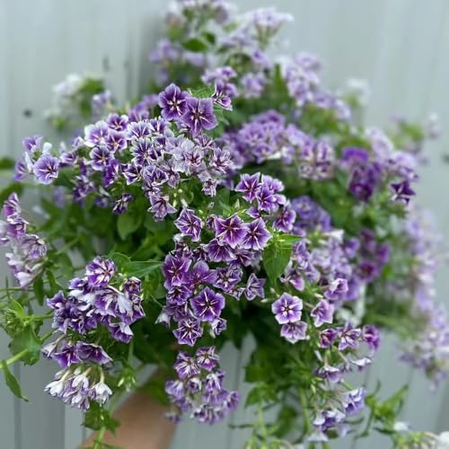 Phlox de alfombra - flox subulata decorativa decoración cama elevada de jardín trepadora jardín cortadas interior semillas prados silvestres semillas 250pcs