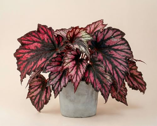 NatureHolic Begonia Helen Teupel - Große Blattschmuck-Begonie mit Silber-Dunkelgrün-Purpur Farbspiel & metallischem Schimmer - Etablierte Zimmerpflanze - 30 cm, im 12 cm Topf