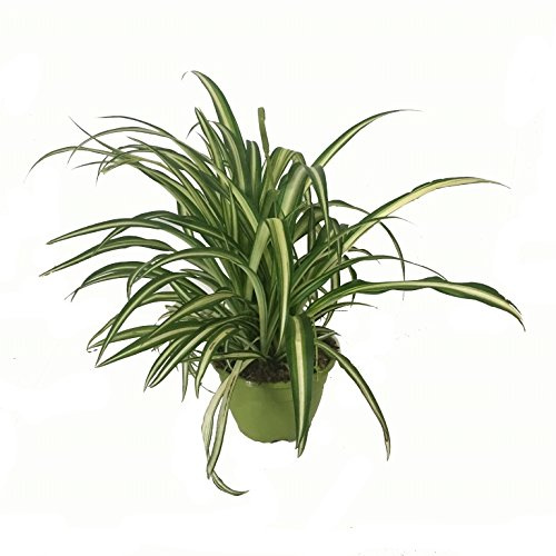 Viveros La Dama - Cinta Planta - Maceta 15cm - Chlorophytum - Planta Viva