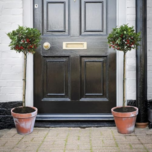 Potted Standard Tree Holly for Patios & Outdoors, Evergreen Foliage and Red Winter Berries, Holly Blue Maid (Ilex) Standard 1 x 2 Litre Potted Plant by Thompson and Morgan