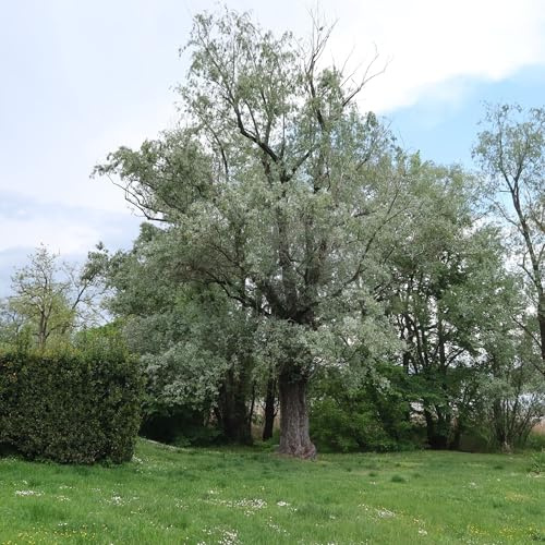 Vivai le Georgiche - Pianta vera di Salix alba - altezza alla vendita 100-120 cm