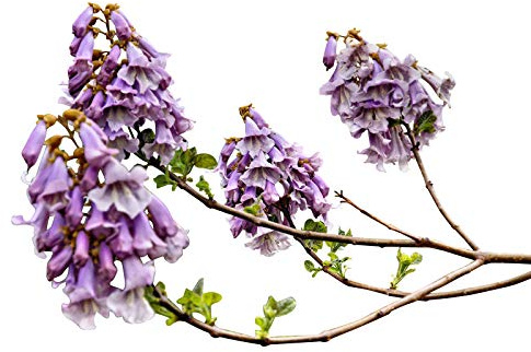 Chinesischer Blauglockenbaum *Paulownia tomentosa* 1000 frische Samen -Winterhart-