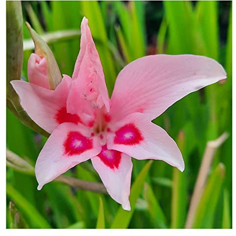 Oliwier's Bulbs 10x Gladioli Nanus Impressive Bulbs Spring Flowering Dwarf Gladiolus Pink Garden Cut Flowers Autumn Planting Hardy Corms