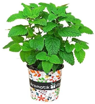 Melissa Natural Planta Primaveral con Hojas Aromáticas