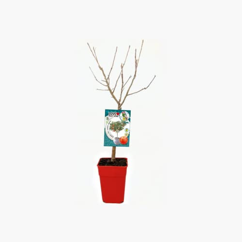 Verdecora Manzano Enano Residuo cero en maceta 5L | Malus domestica | Árbol frutal natural planta de exterior | Cultivado sin uso de productos químicos