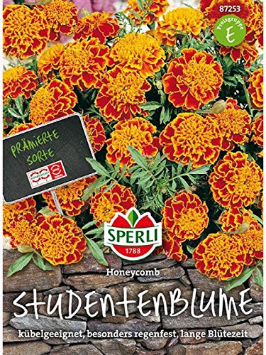 Tagetes Studentenblume, Honeycomb