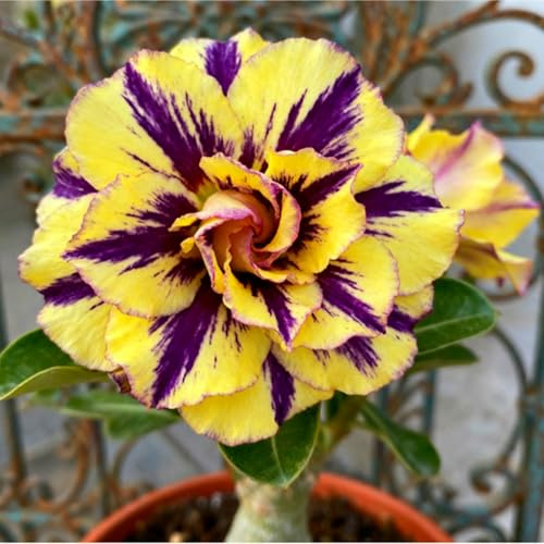 Raro Perenne Rizoma Di Rosa del Deserto, Resistente All'Inverno, Facile Da Coltivare, Grande Formato, Perfetta Idea Regalo, Facile Da Pulire-2 bulbi-D