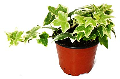 Exotenherz Hedera helix - Efeu, weißbuntes Laub, 9cm Topf