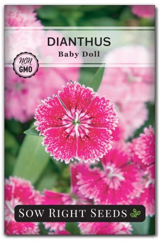 Sow Right Seeds - Dianthus Baby Doll Flower Seeds for Planting - Sweet William Ornamentals - Non-GMO Heirloom Packet to Plant a Home Flower Garden - Rare and Fragrant Blooms to Attract Pollinators (1)