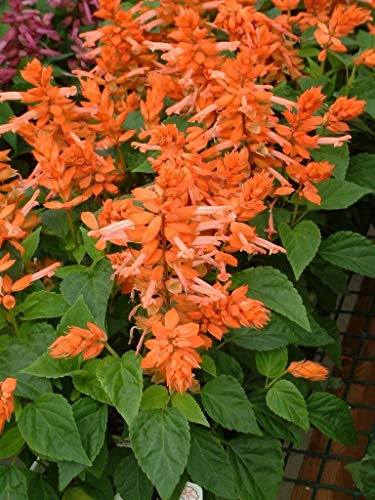 Semi di Salvia Salvia Pétard Semi di Arancia 50 Fleur