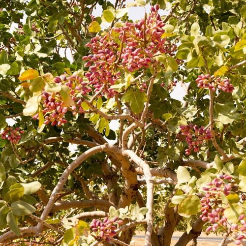 Semi dell'albero di pistacchio, Pistacia vera, semi di rustiche per balconi 20pcs