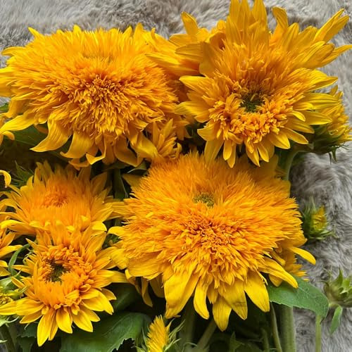 sonnenblumen blumensamen mehrjährig winterhart bodendecker stauden winterharte kübelpflanzen schnittblumen gartendeko für draußen hochbeet dekoration wohnzimmer zimmerpflanze exotische 500samen