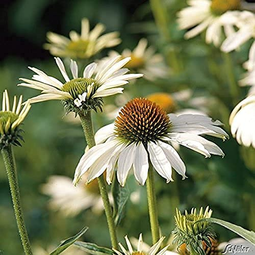 GARTEN SCHLÜTER® Weißer Sonnenhut 'Alba' - Echinacea purpurea Alba - 9 cm | Winterhart und mehrjährige Pflanze - 1 Pflanze im Topf