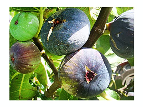 Rare, self Fertile, Violette Dauphine Fig, FICUS CARICA 'Dauphine', Violet-Dark Blue Fruits, Cold Tolerant, 20-25cm Tall Plant in a 9cm Pot