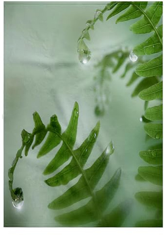 3dRose USA, Washington, Seabeck. Close-up of dewy Deer Ferns. - Towels (twl-190702-2)
