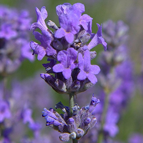 Lavendel 'Munstead' - Kompakter englischer Lavendel - Ideal für Beete und duftende Gärten
