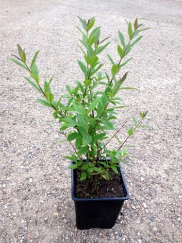 35 x Liguster im Topf 30-40cm 9m Hecke Ligusterhecke Sichtschutz