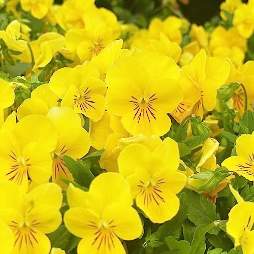 pensamientos semillas de perennes jardín de interior perennes resistente prado silvestres, siembra otoño, perenne semillas 60pcs