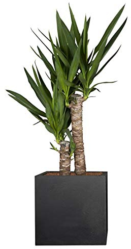 PFLANZWERK® Pflanzkübel Pflanzen - Palmlilie Yucca Elephantipes 2er Tuff 90-95cm - 1 Stück - Zimmerpflanze - Speziell für Blumentöpfe Blumenkübel *Exklusive Züchtung* *Premium Markenqualität*