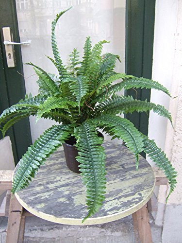 Farn mit unterschiedlichen Blättern,ca.70cm breit 60cm hoch getopft Top-Qualität