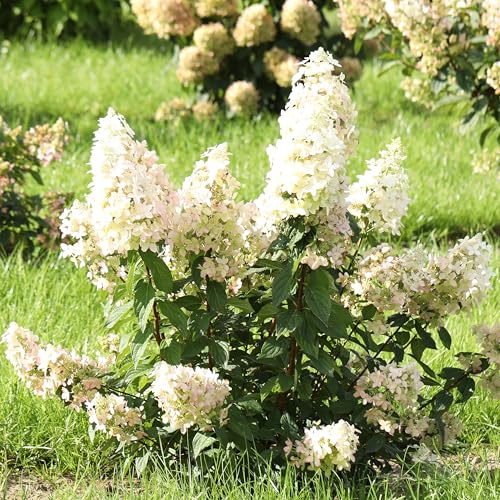 GARTEN SCHLÜTER® Rispenhortensie Confetti buttergelb-reinweiß-rosarot | Hortensie winterhart & mehrjährig - Hydrangea paniculata - 1 Pflanze