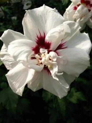 Hibiscus Lady Stanley weiß m. rotem Fleck gefüllt 40-60 cm hoch 3 L | Immergrün & blühfreudig – exotische Blüten als Blickfang, nicht winterhart, ideal für Kübel auf Terrasse & Balkon
