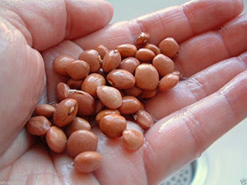 Santa Maria Pinquito Bean (1/4 Lb Seed) Great for Barbecue, Chili or Even Salad. by wbut2023