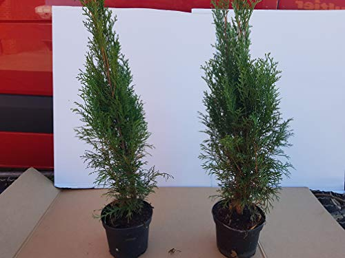 Thuja Lebensbaum Smaragd Topfballen 50-60 cm 50 St. Hecke Heckenpflanze